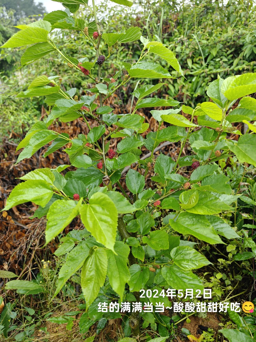 想看看你们种的挂满枝头的水果?