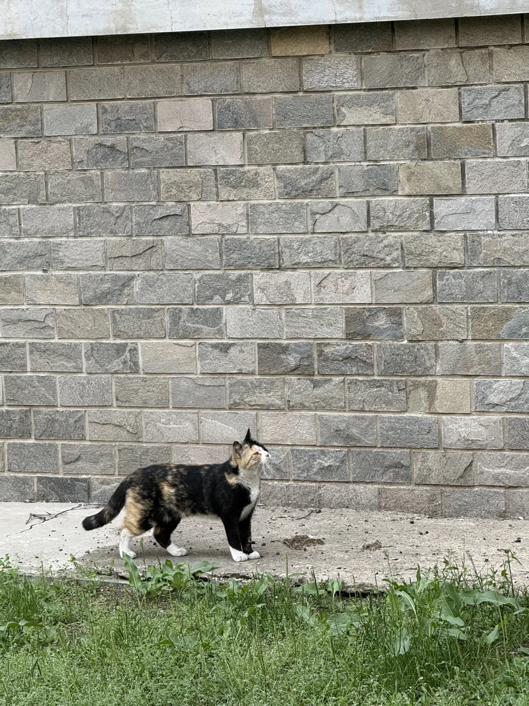 欢迎学弟学妹加入大美SYU！