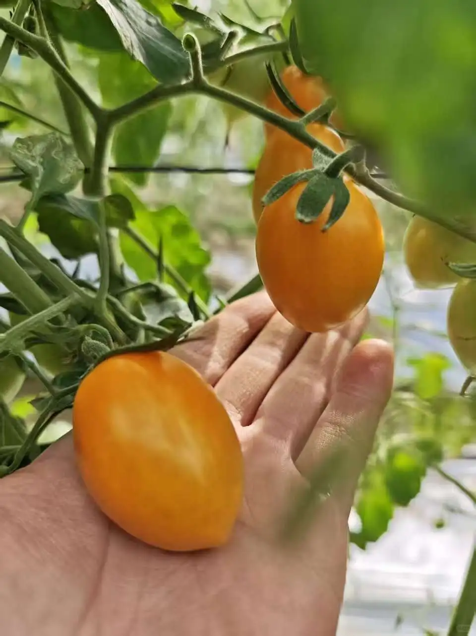 哇，没想到澄海也有这么新奇的水果番茄