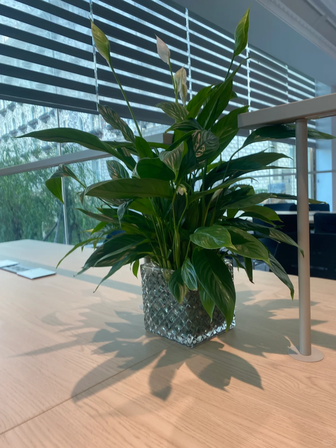 学校的图书馆真的好好看????