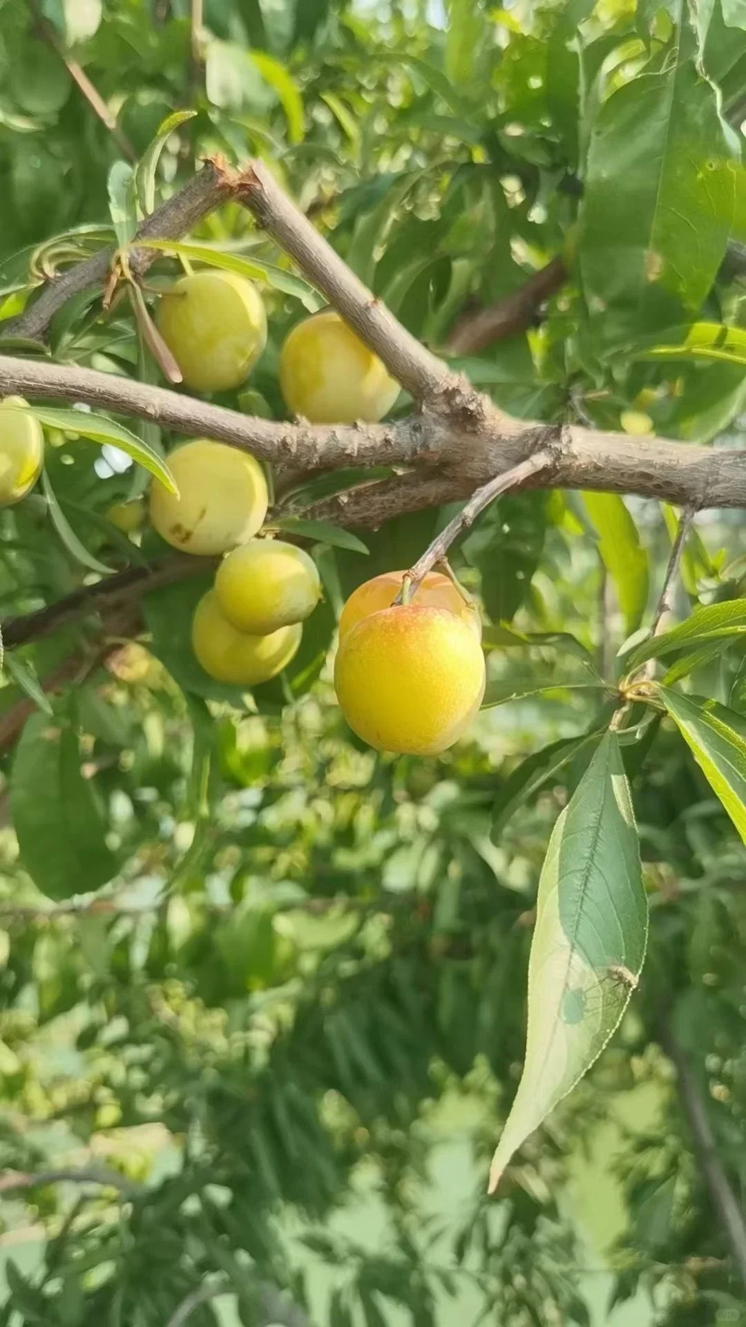 树上的小水果???真的太好看啦！