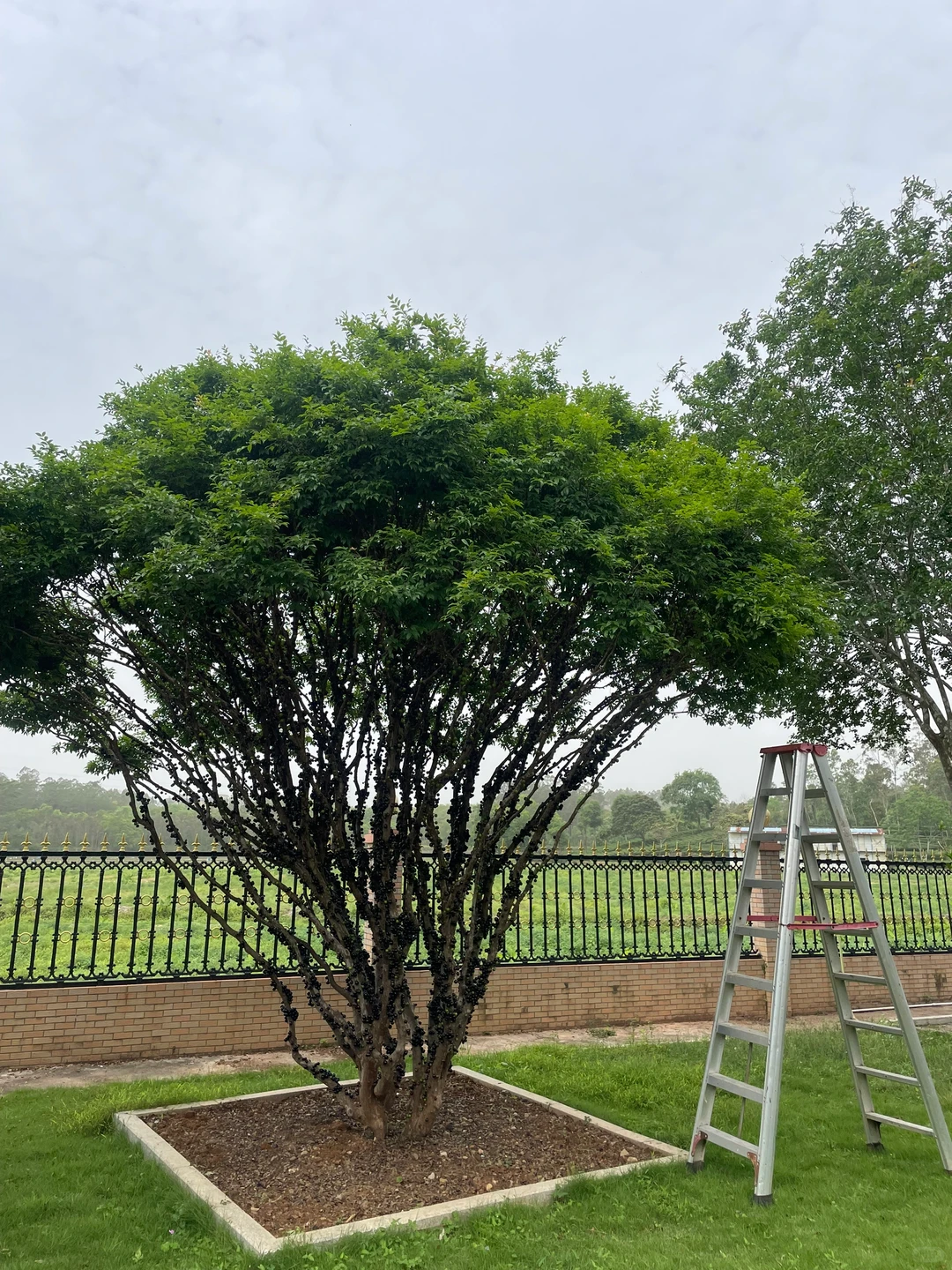 【果农日常】自家果园种植嘉宝果