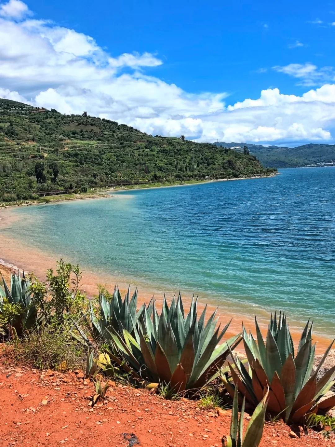 云南蓝莓的“凡尔赛”生长环境?