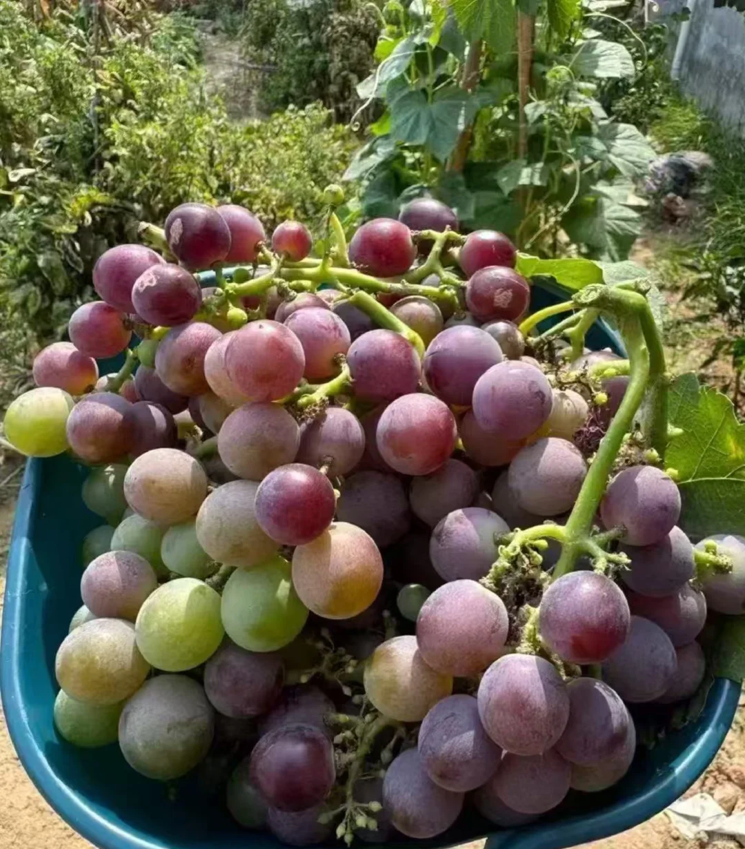 自给自足的葡萄季?