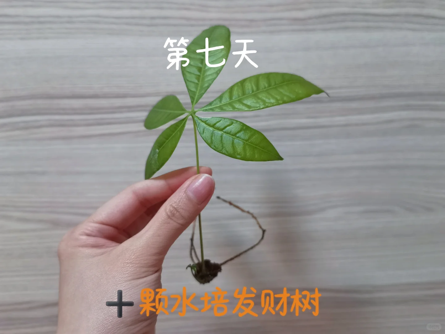 新手生态鱼缸｜一周记录?