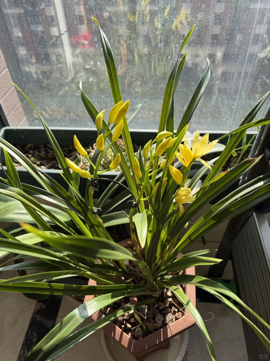 守得花开见 月红。