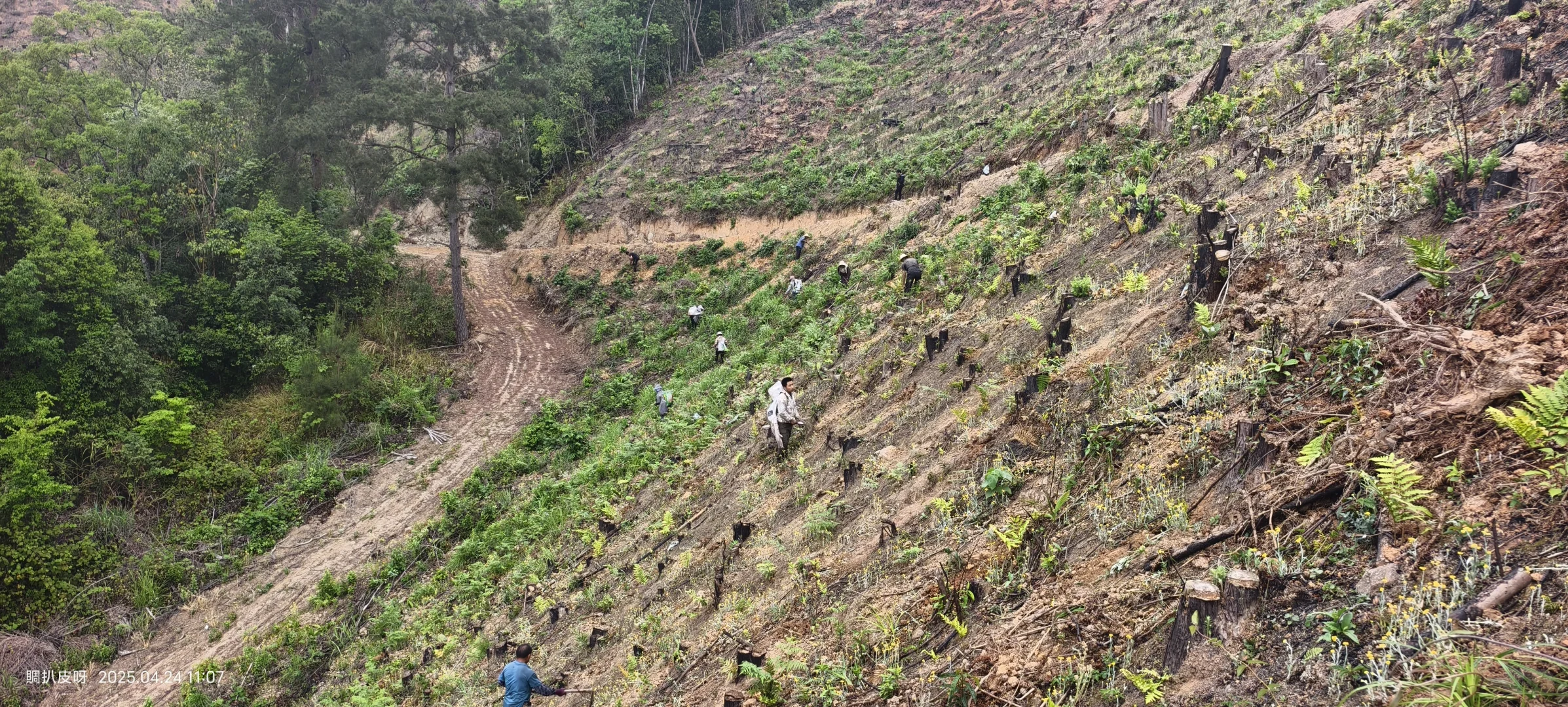 林业基层日常工作记录11