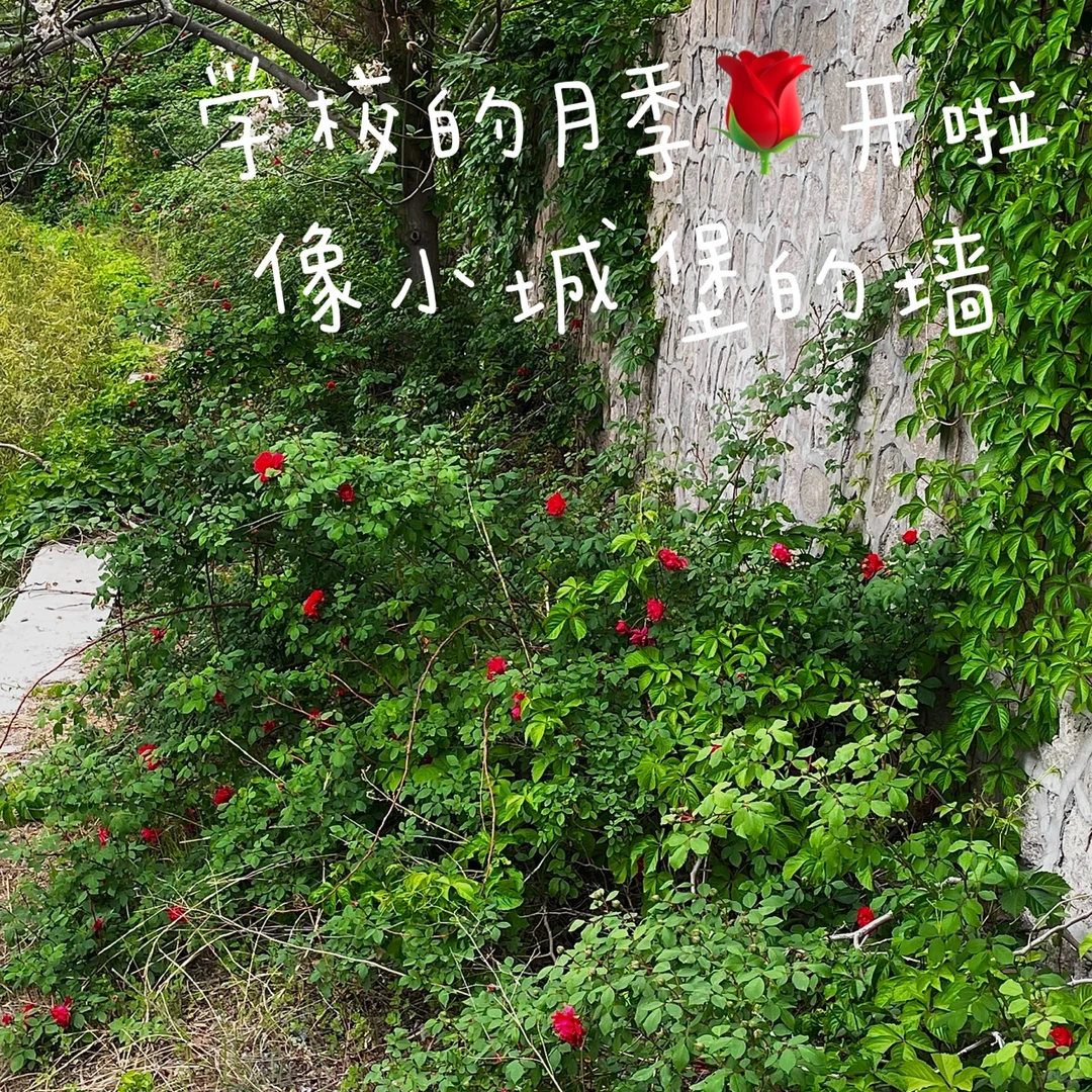 大一的封校生活Plog