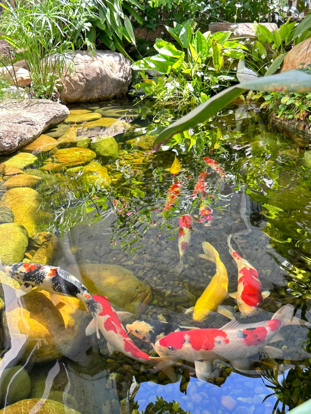 鱼池的水如何变干净？看完就懂了