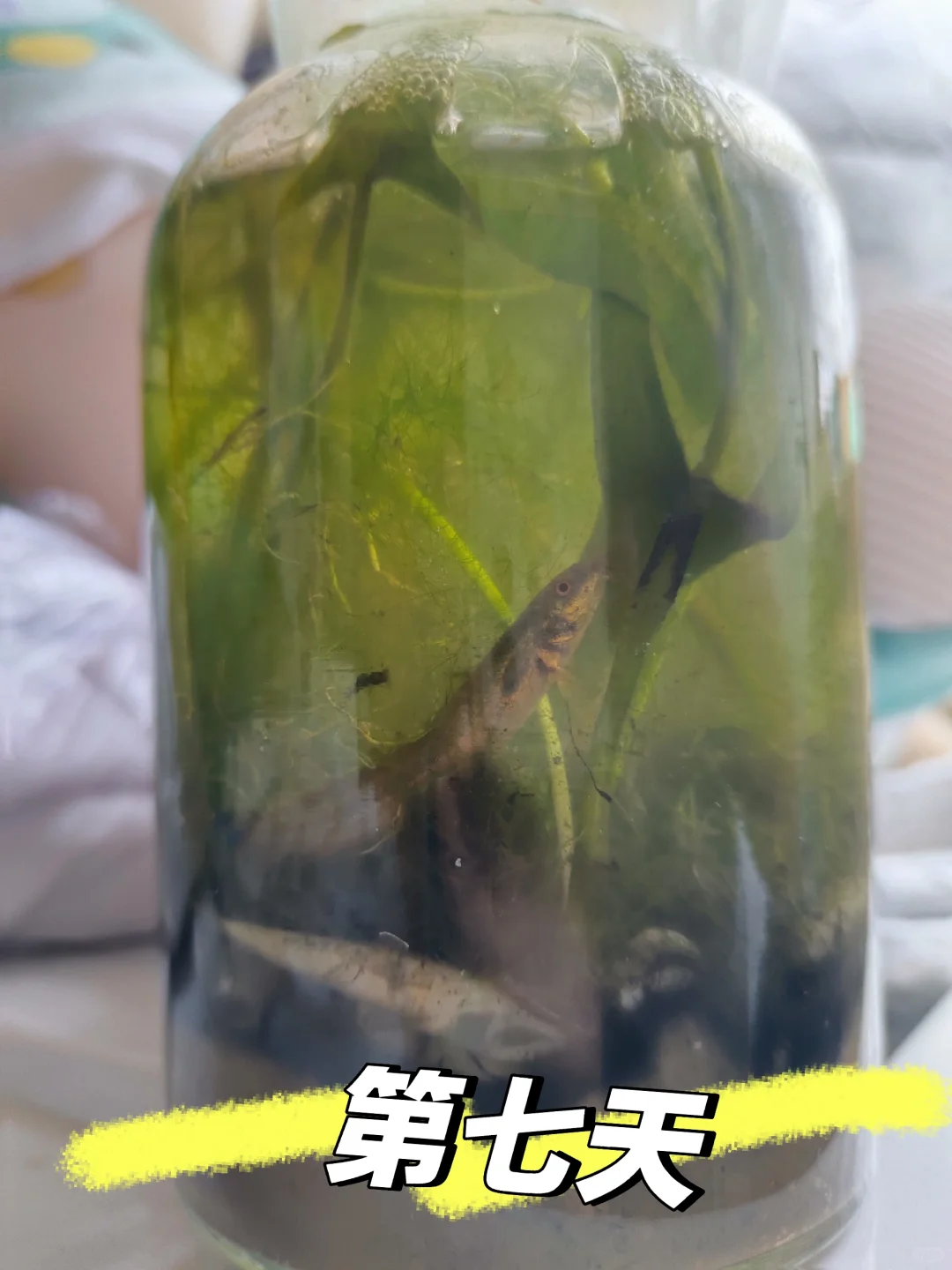 生态瓶