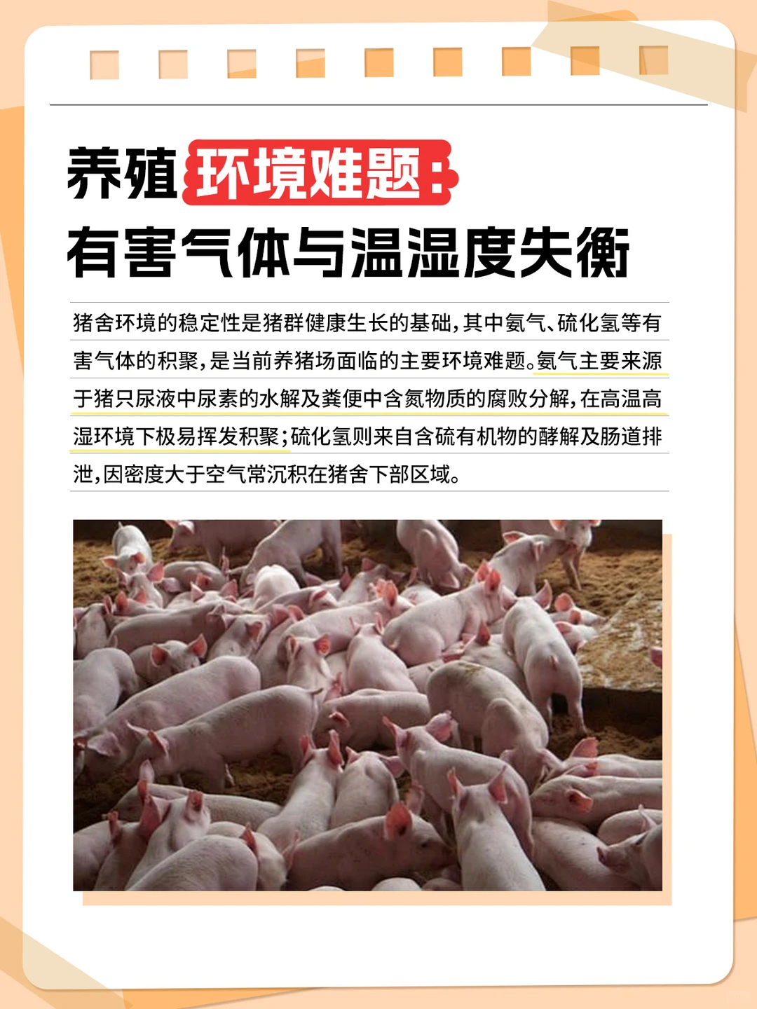 有没有养猪搭子？来聊聊怎么搞定养殖环境