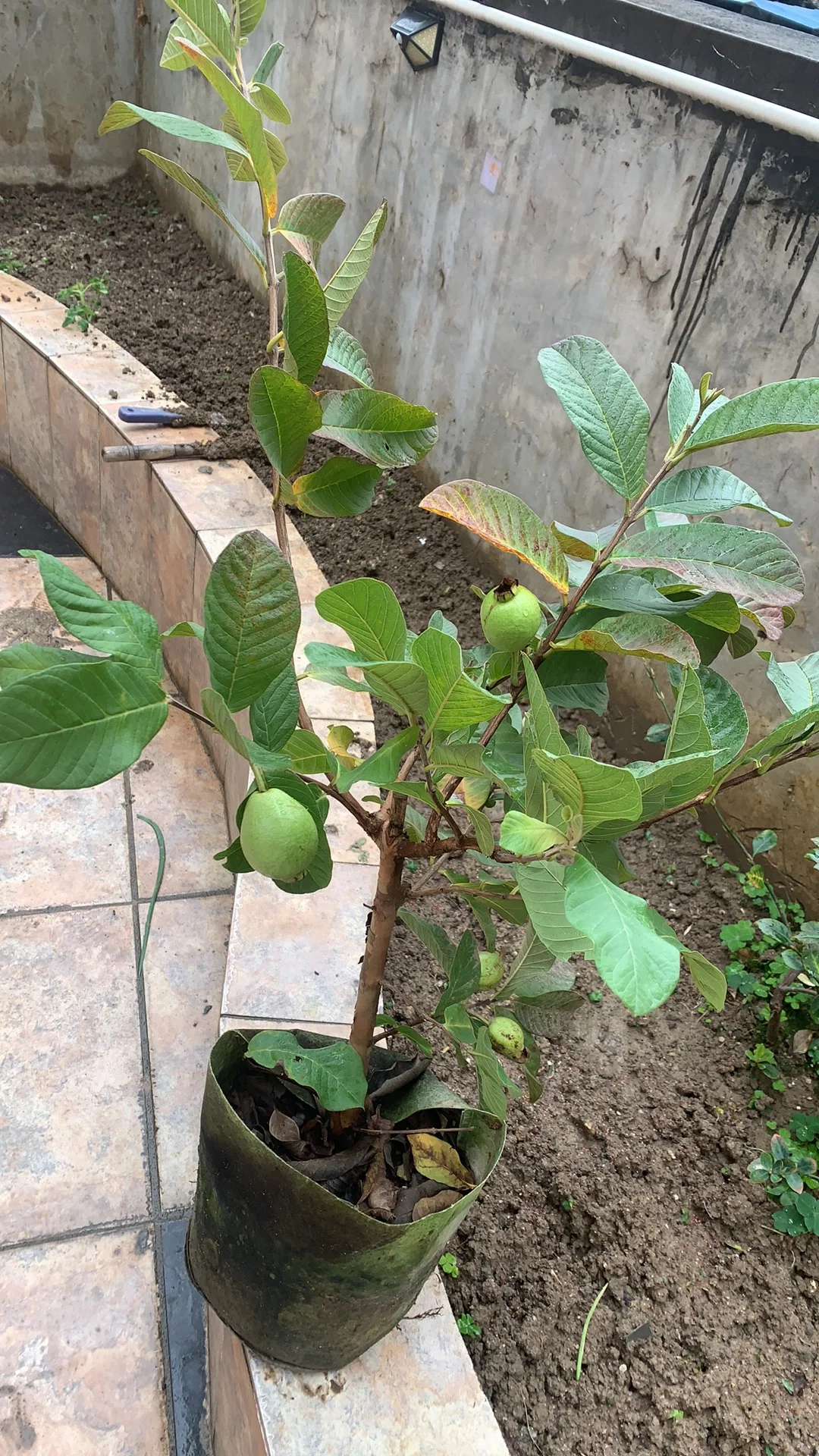 春天 开始种果树种植