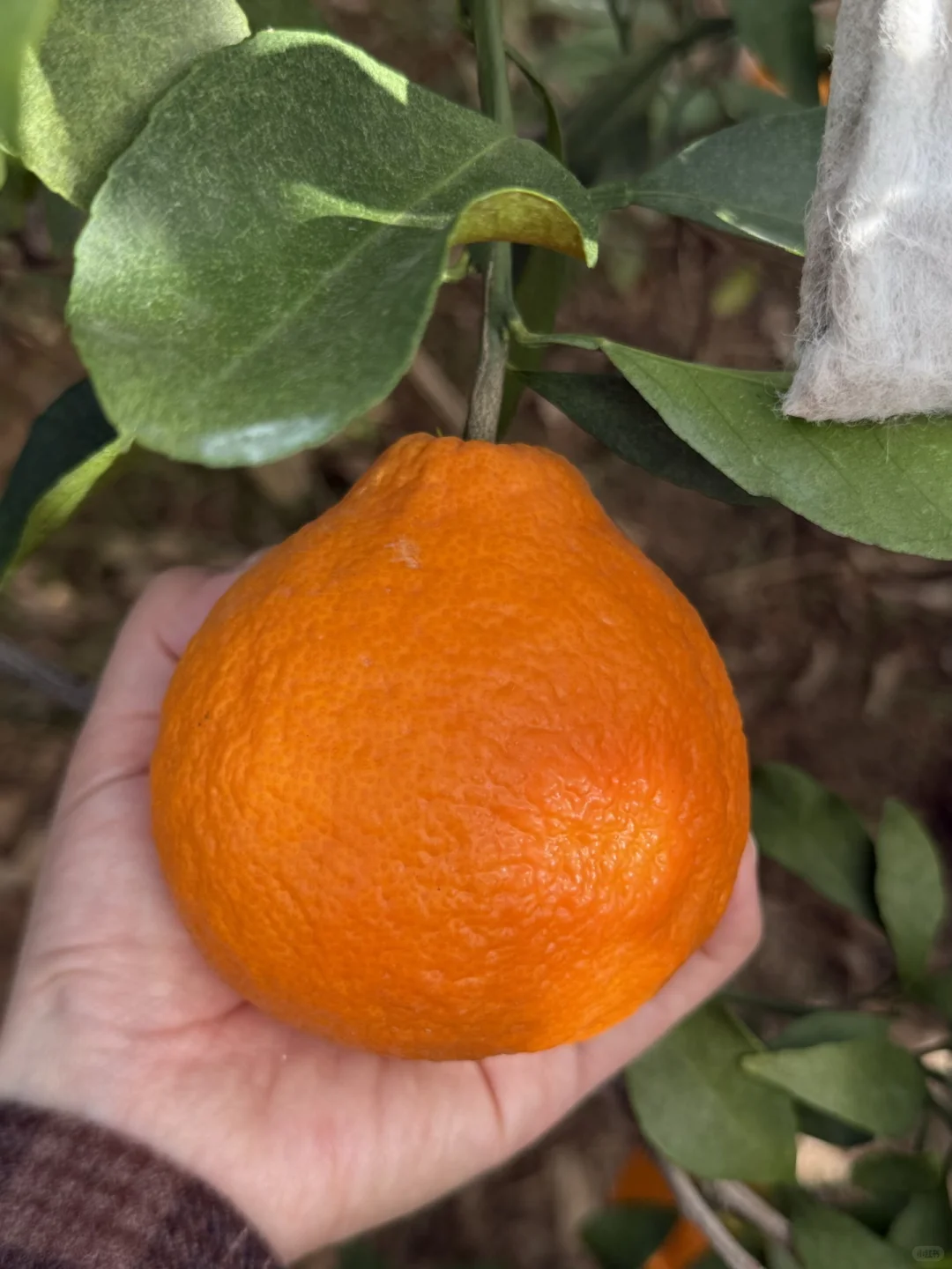 助农人在线蹲！！