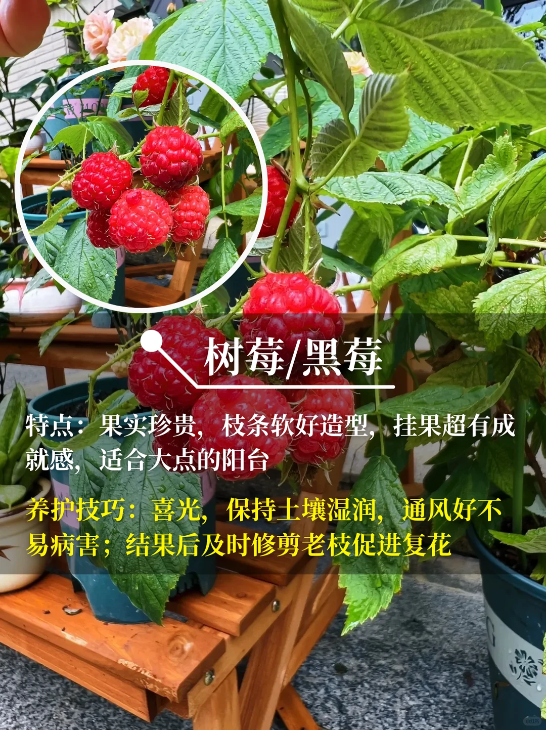 直接水果自由❗在阳台你就种这9种水果√