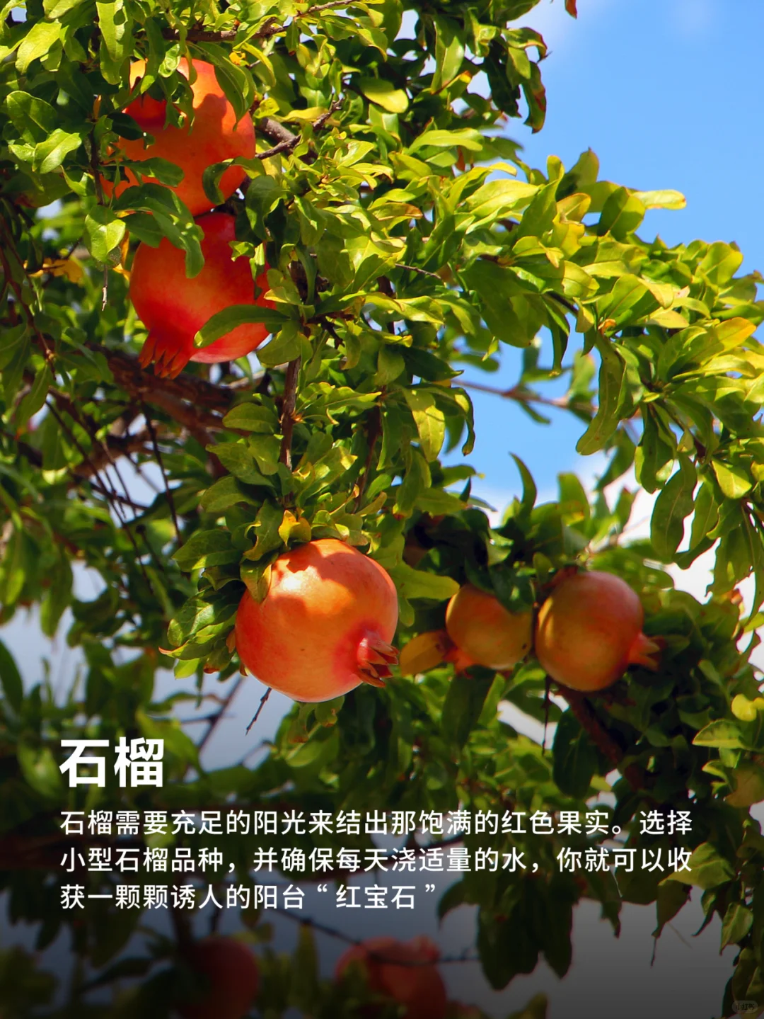 有阳台就能种的9种水果❗实现水果自由‼