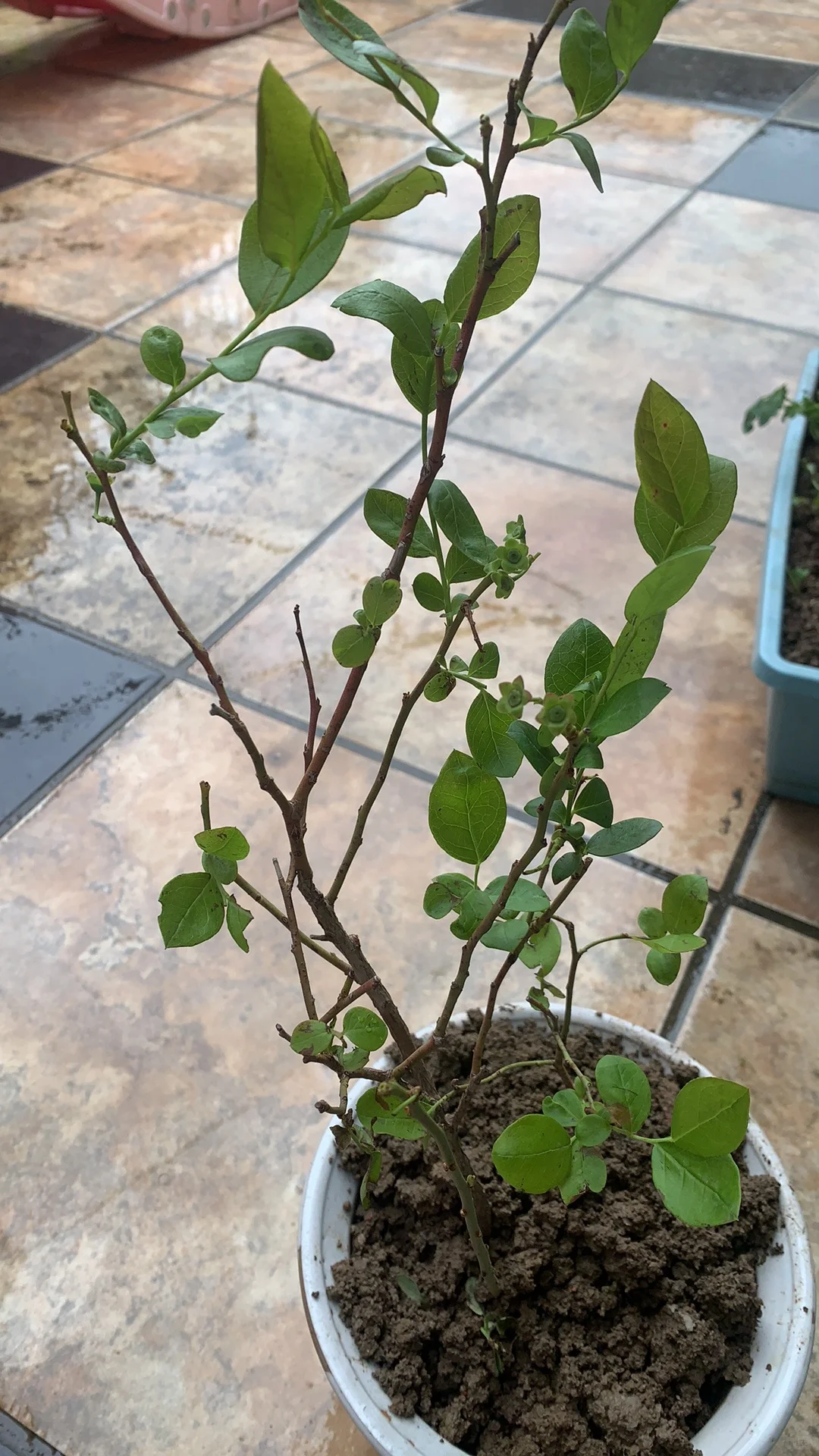 春天 开始种果树种植