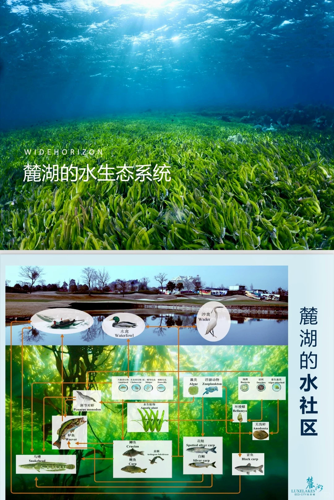 探秘麓湖｜麓湖的水以后会一直清澈吗