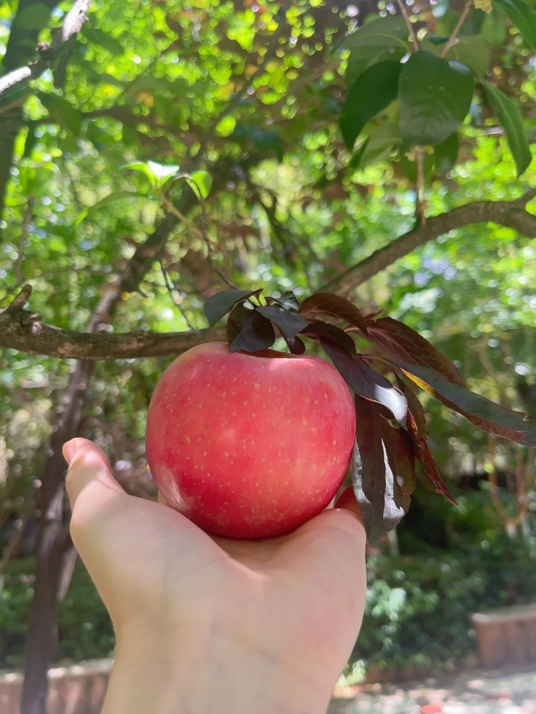 苹果可不是无聊的水果