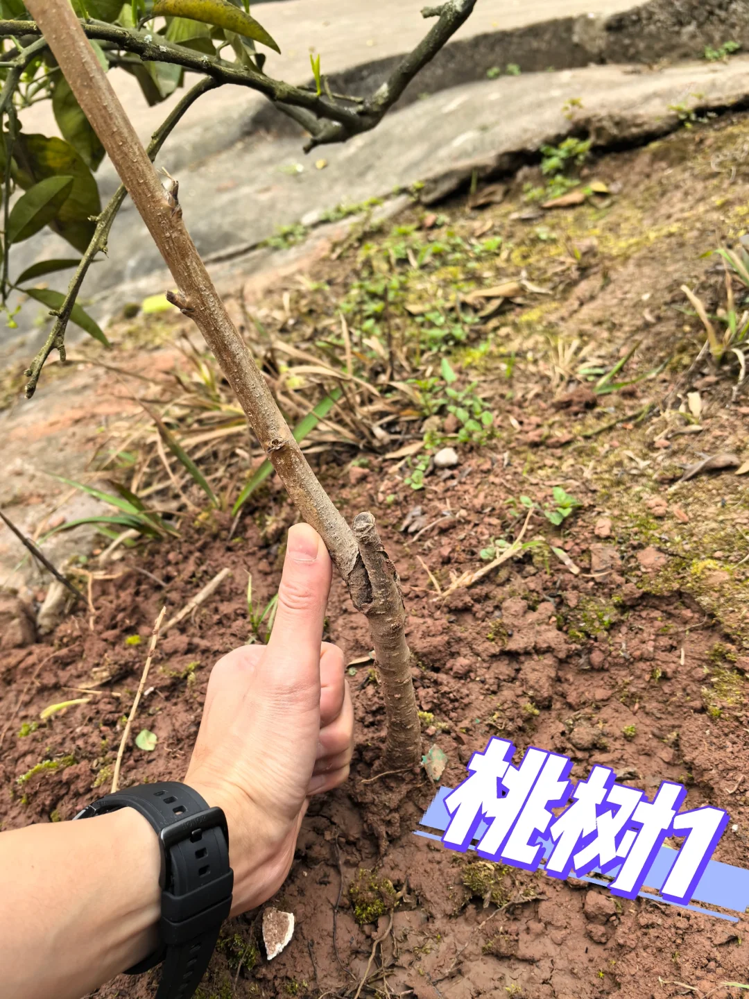 在老家种满果树