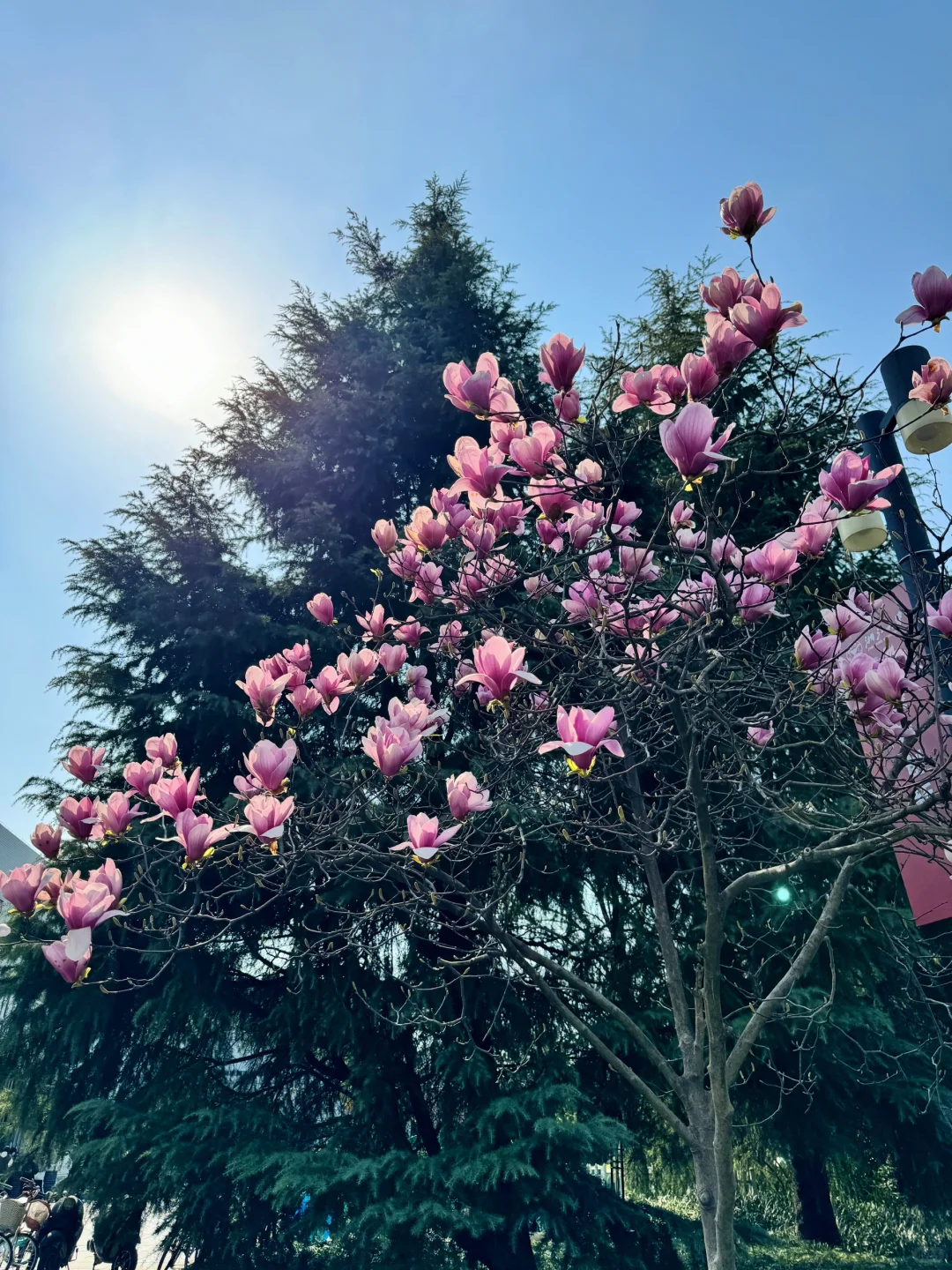 喜欢浙大的漂亮图书馆