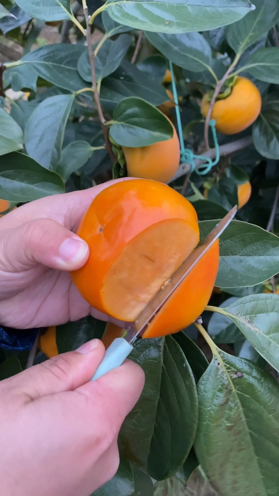 姐妹们地址给我，我给大家寄，不要油费……