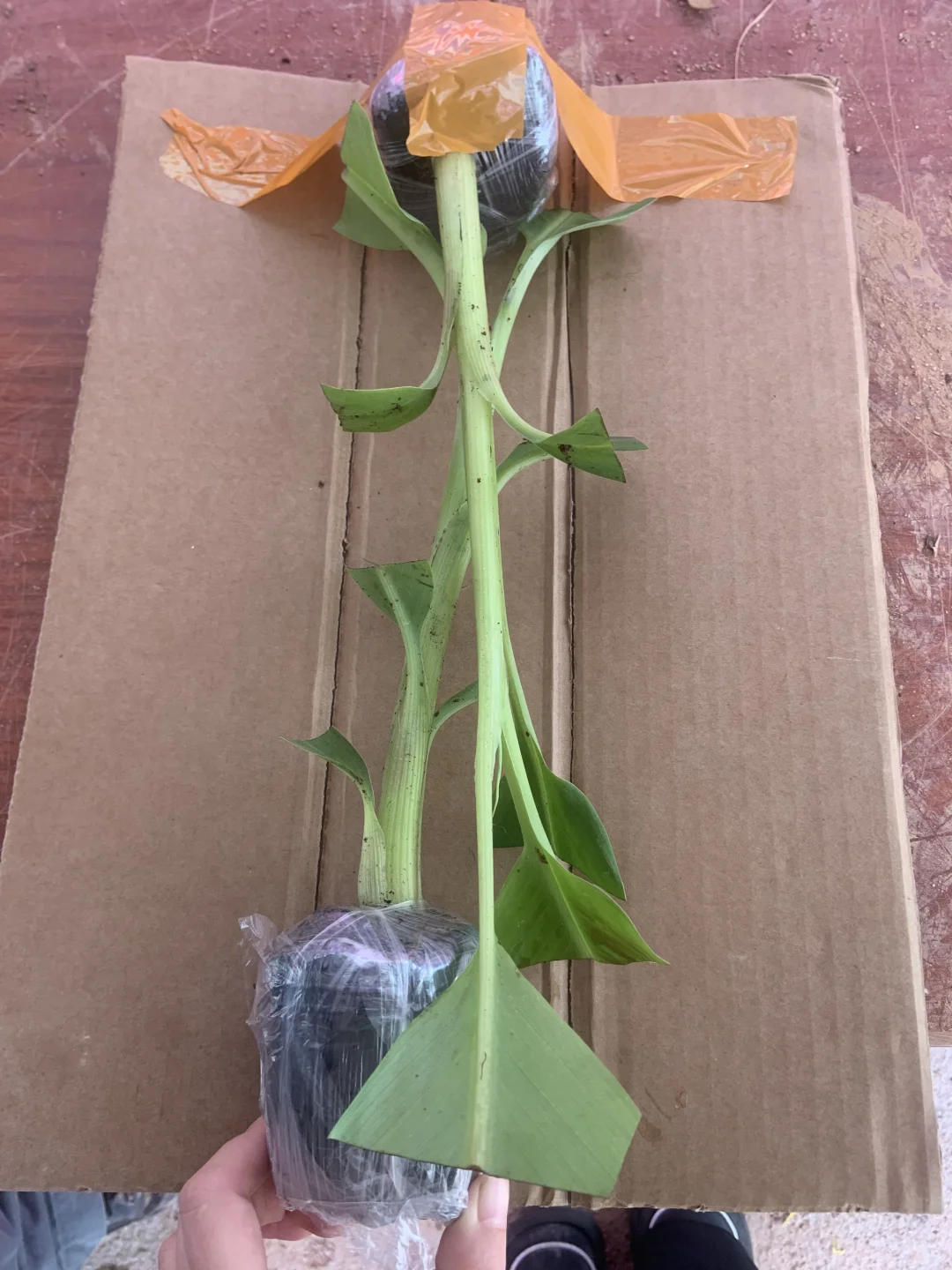 晒一下我的植物！