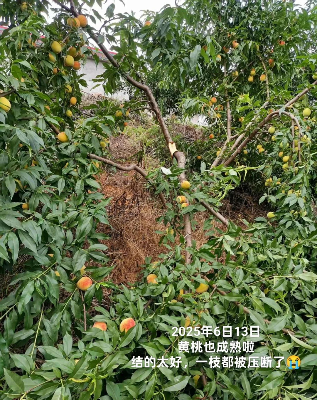 想看看你们种的挂满枝头的水果?