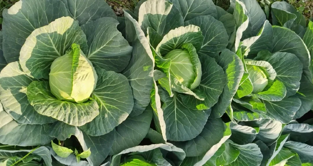 0.2元/斤！福建包菜跌价，菜农地头“白送”