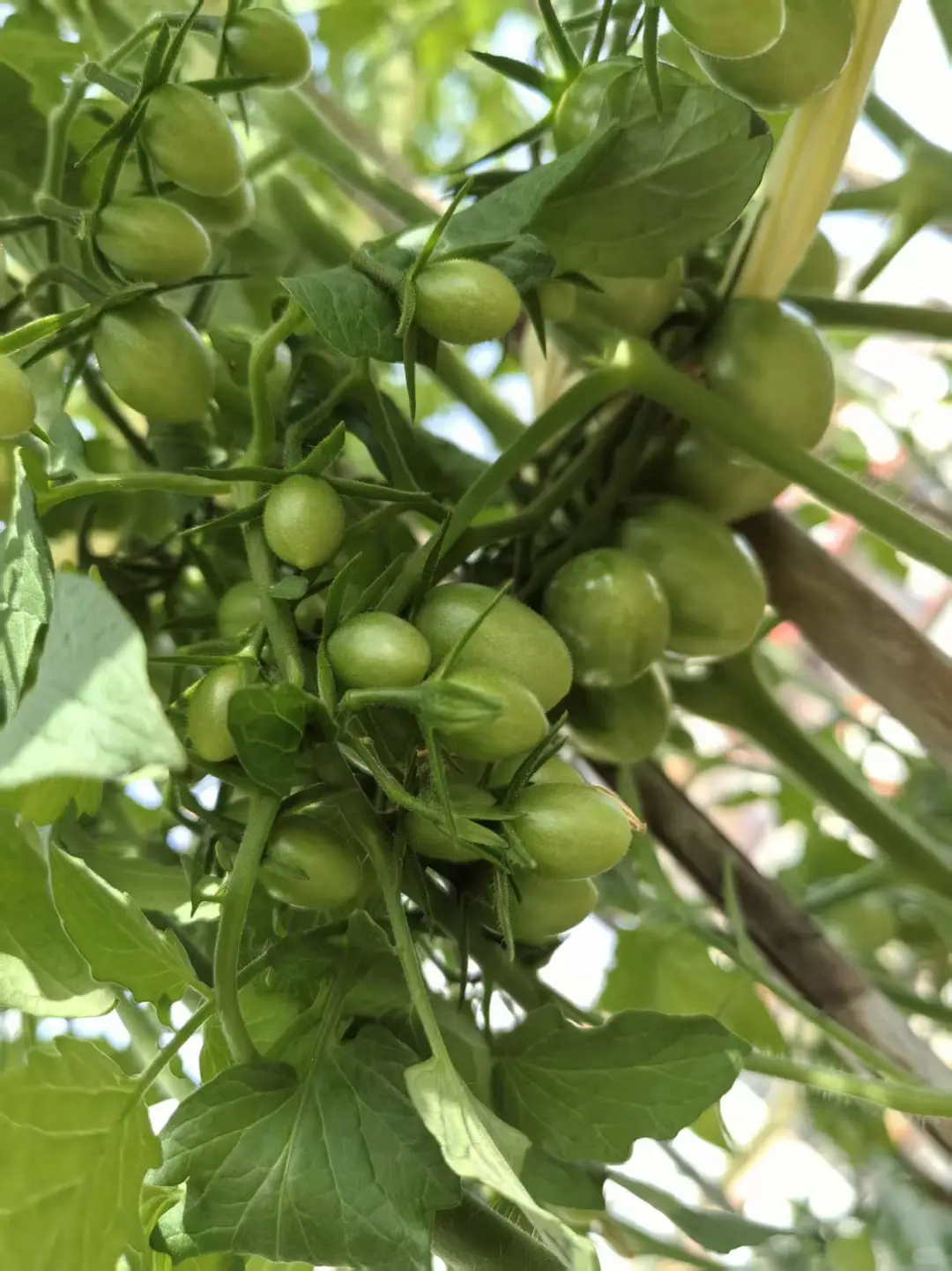 哇，没想到澄海也有这么新奇的水果番茄