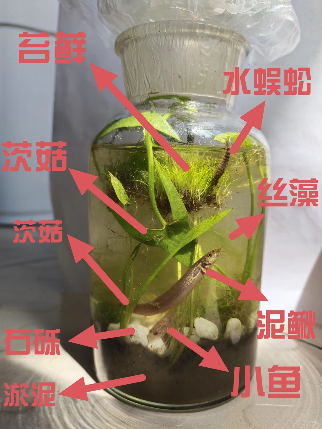 生态瓶