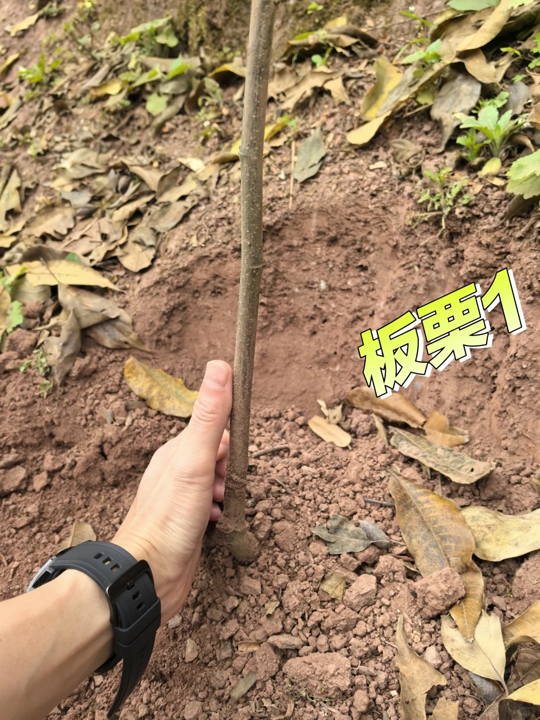 在老家种满果树