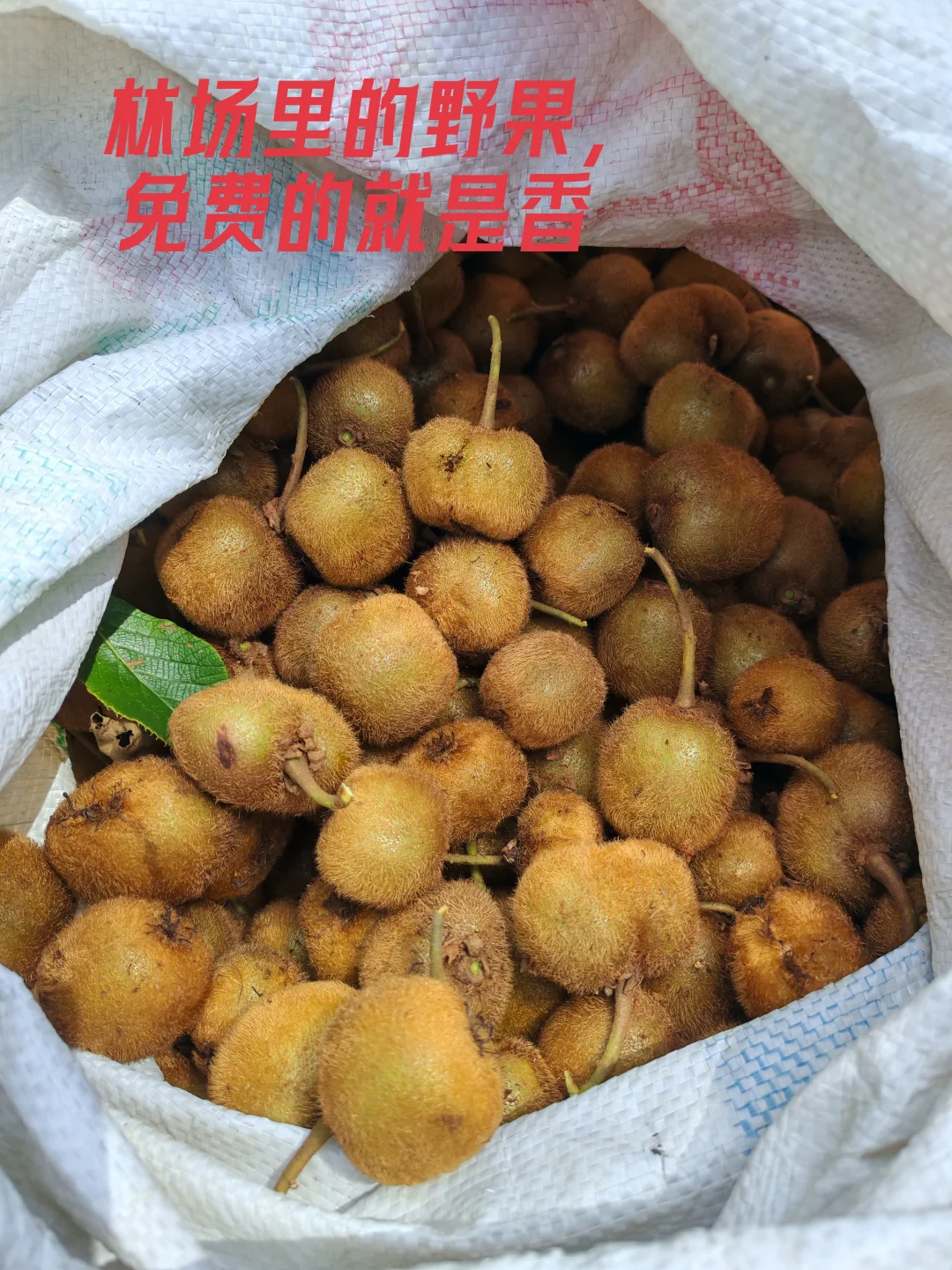 211硕士在异地乡镇林场工作日记