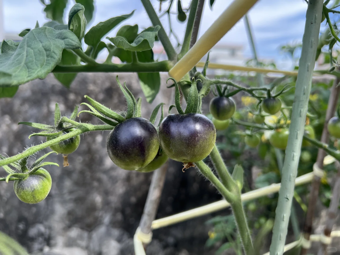 哇，没想到澄海也有这么新奇的水果番茄