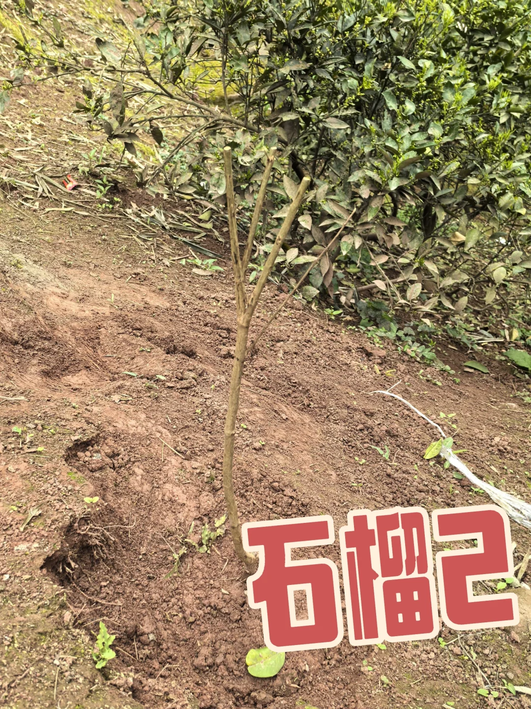 在老家种满果树