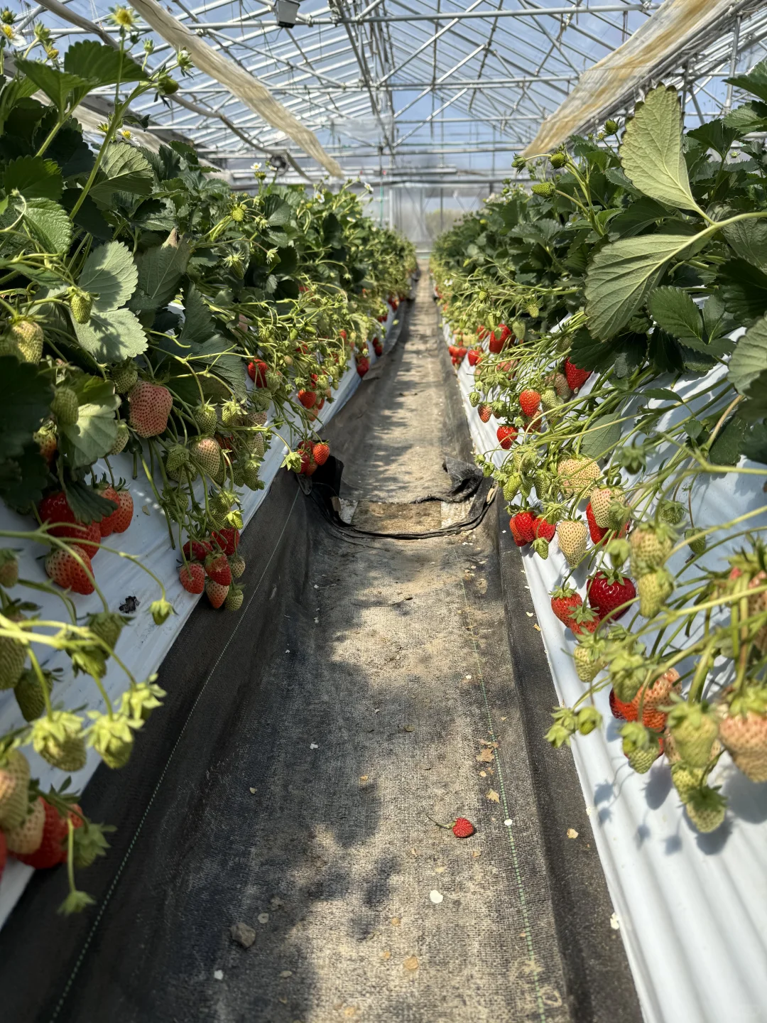 如何在日本做农业，你想问的我有系统方案