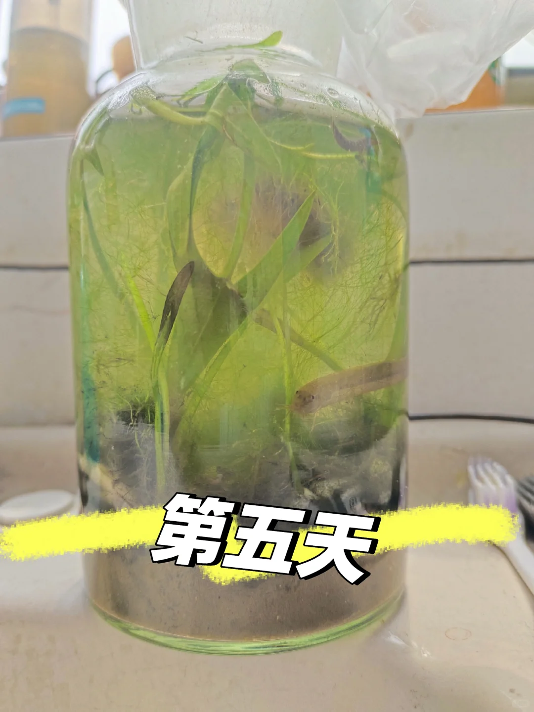 生态瓶