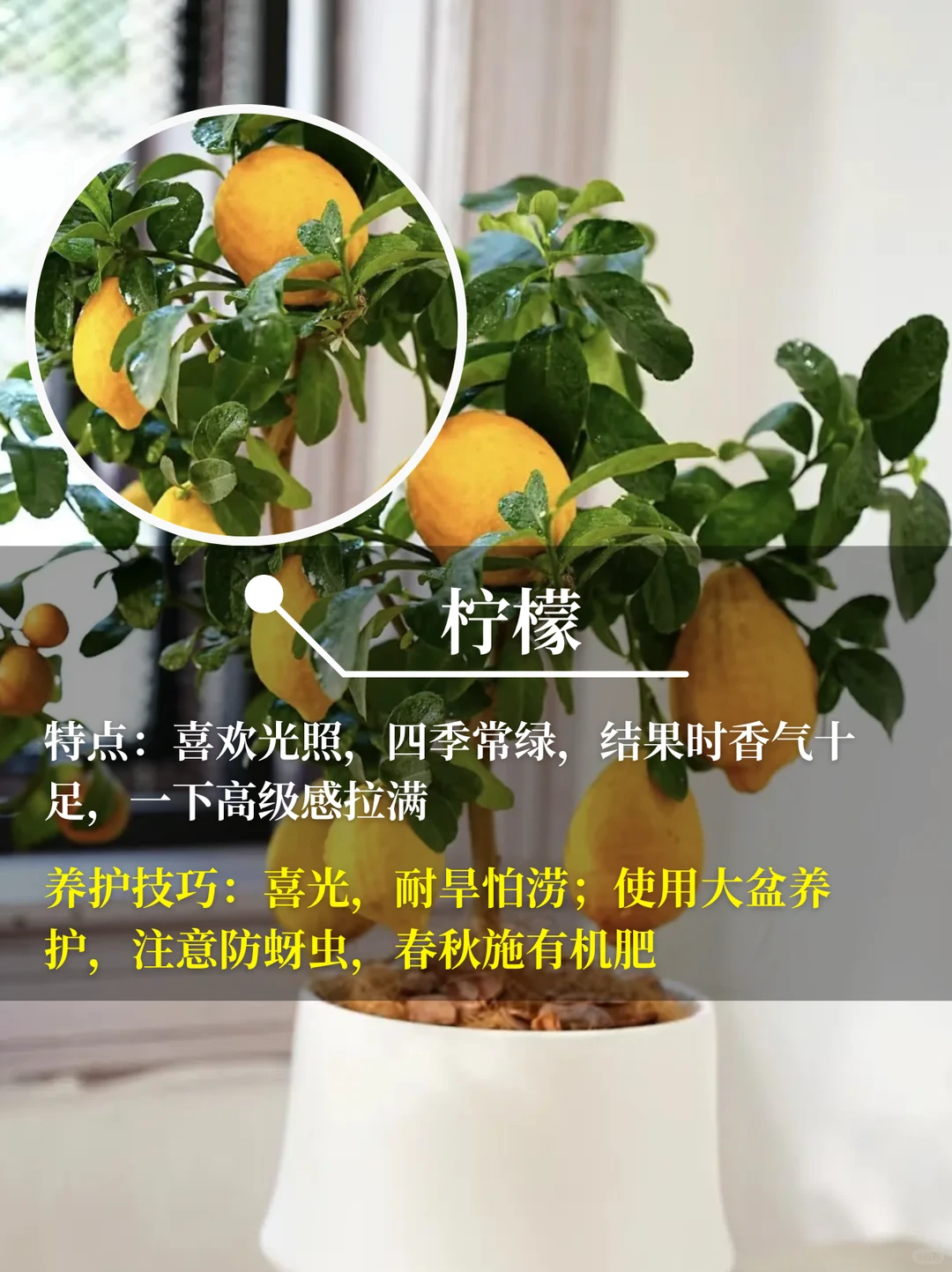 直接水果自由❗在阳台你就种这9种水果√