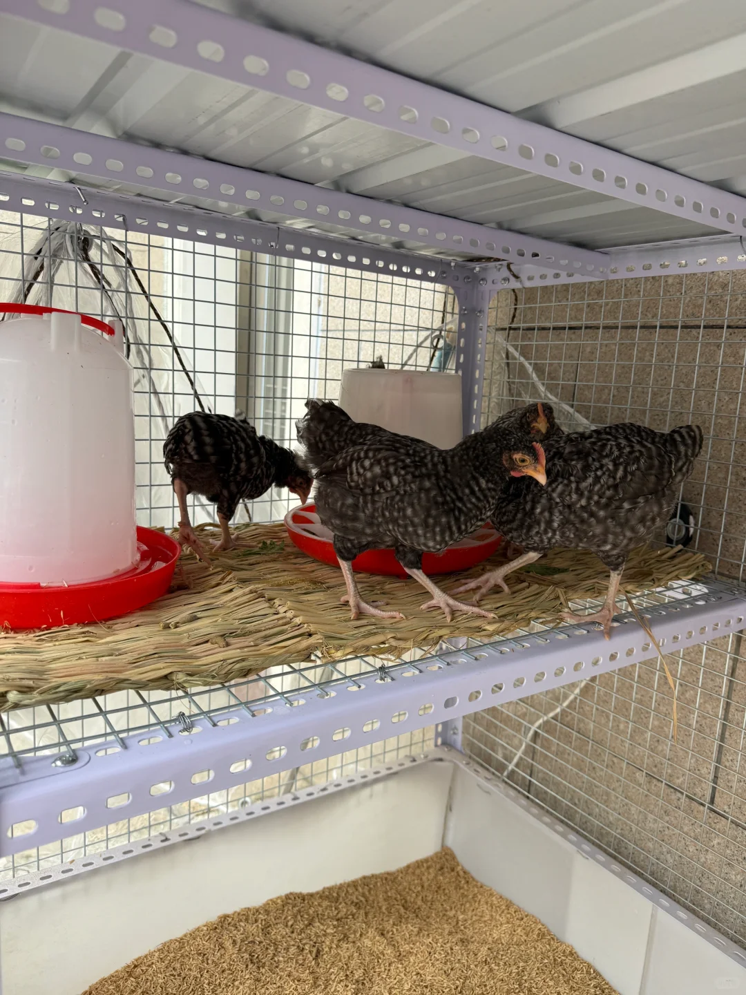 自制鸡舍 发酵床