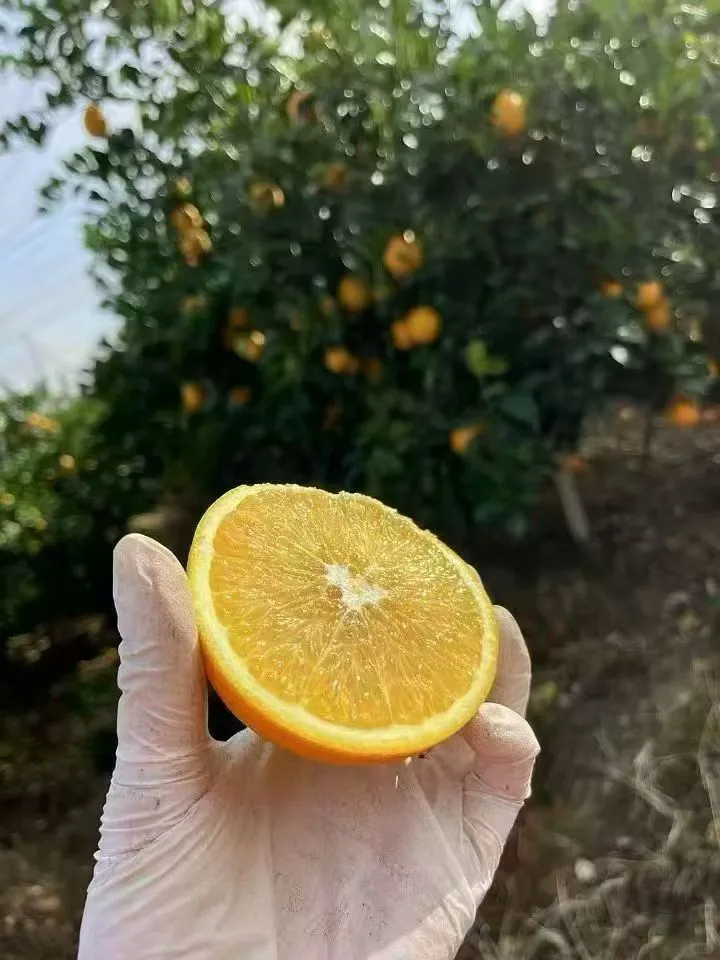 百因必有果，想买脐橙就找我