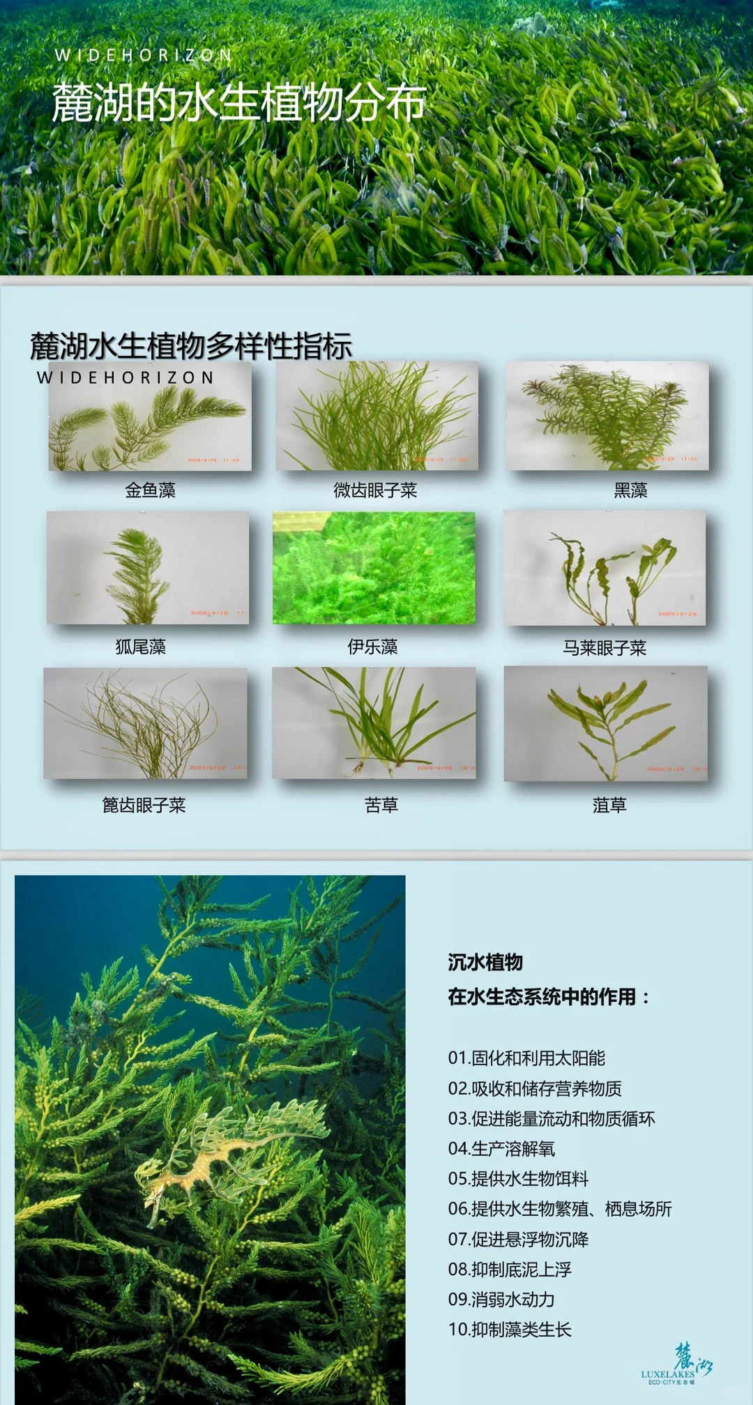 探秘麓湖｜麓湖的水以后会一直清澈吗