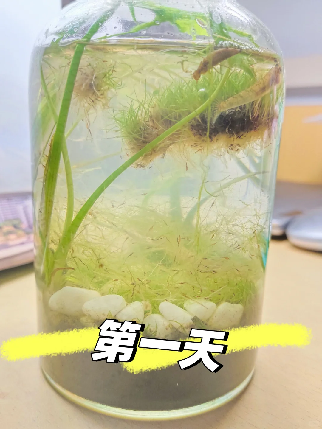 生态瓶