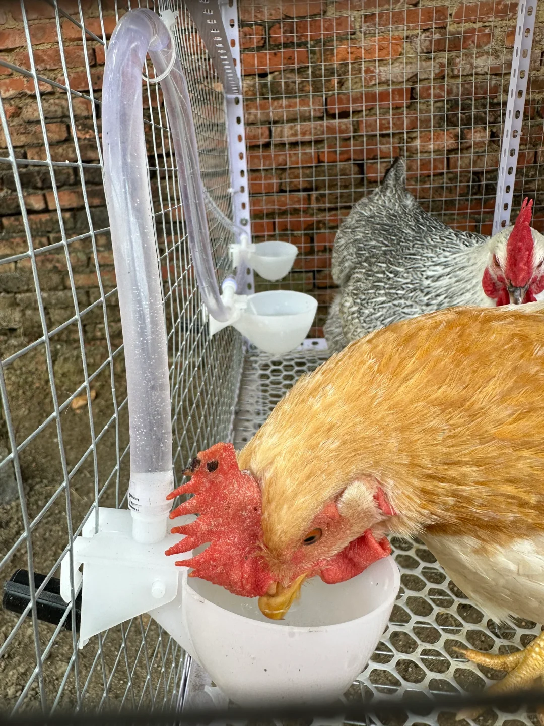 鸡舍安装自动饮水器+喂食器方便很多啊！