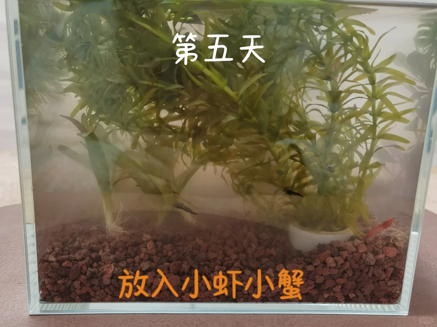 新手生态鱼缸｜一周记录?