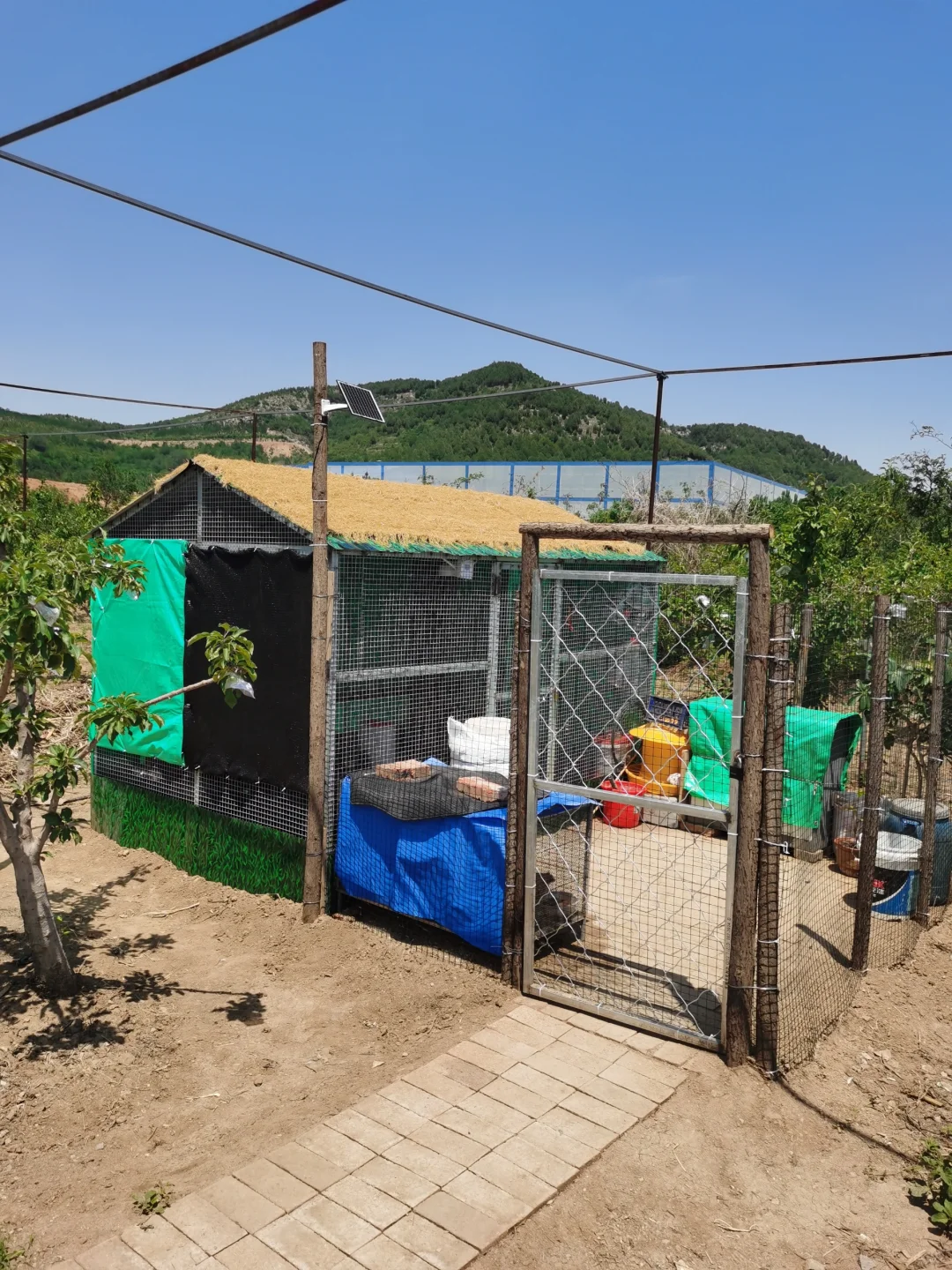 记录一下，养鸡进入第三个年头了