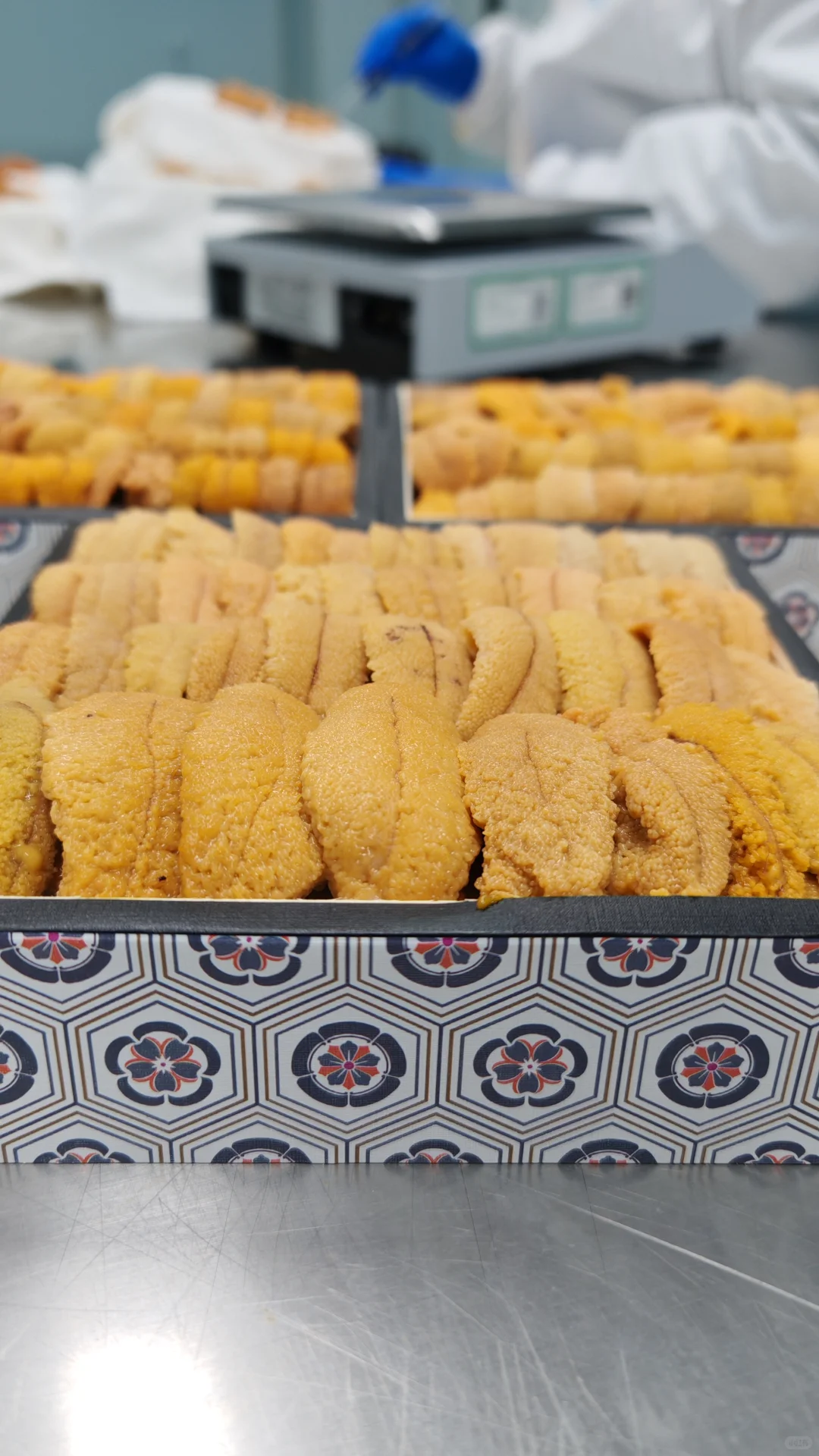 深圳）加拿大胆，唯一海胆厂，十万无尘车间