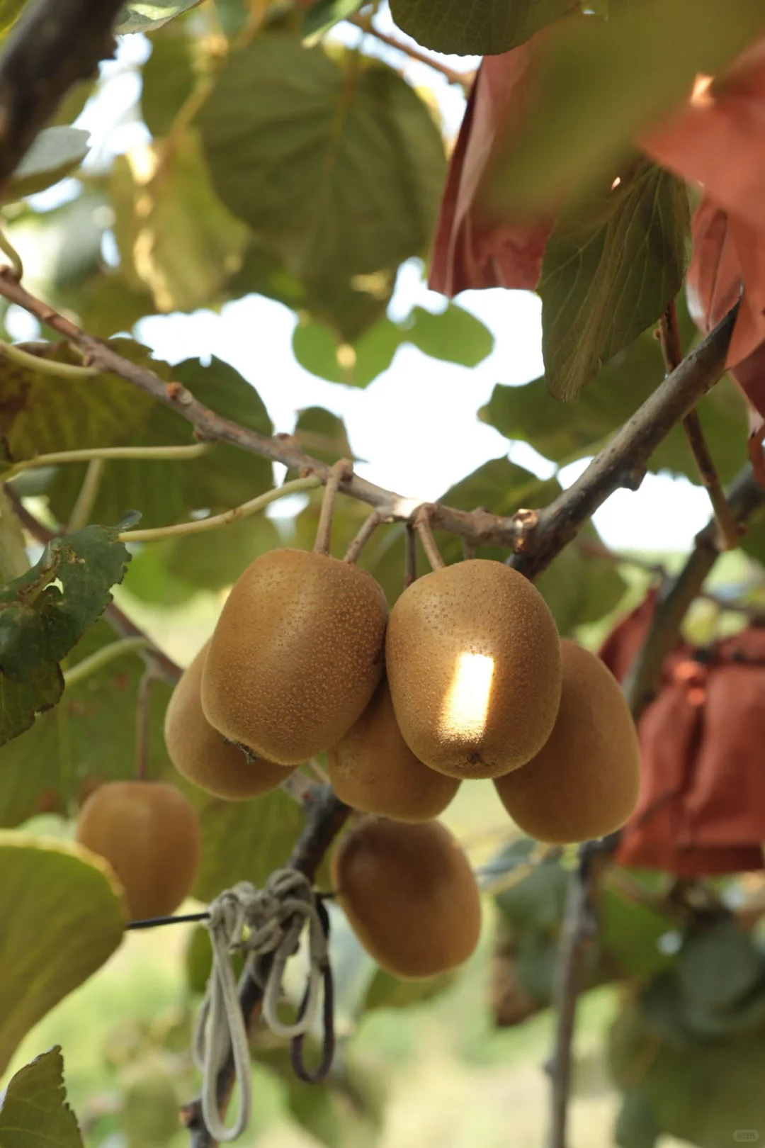 水果种植户来打破信息差