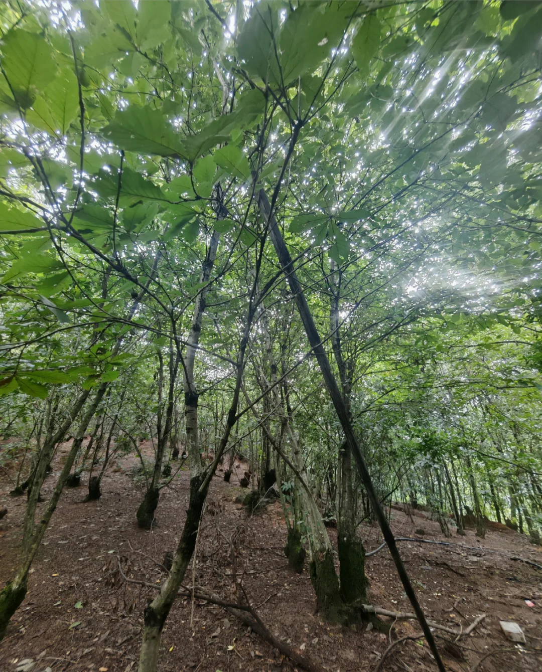 女孩子做林调，来来来，讲一讲