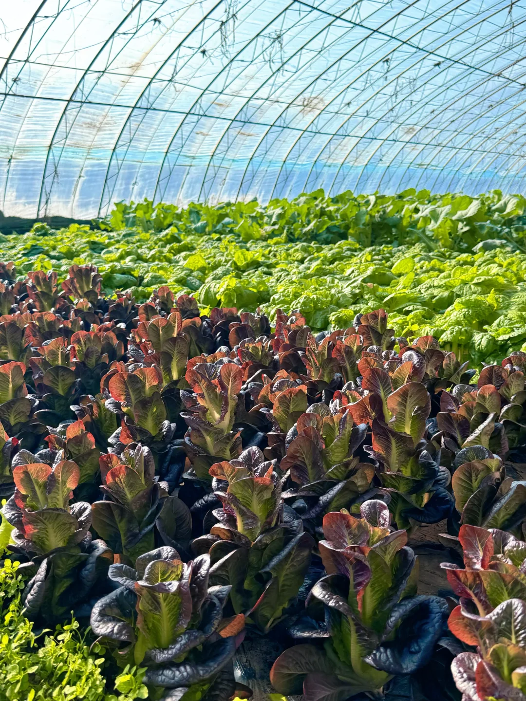 沈阳冬日遛娃天花板！承包一整天的田园快乐！