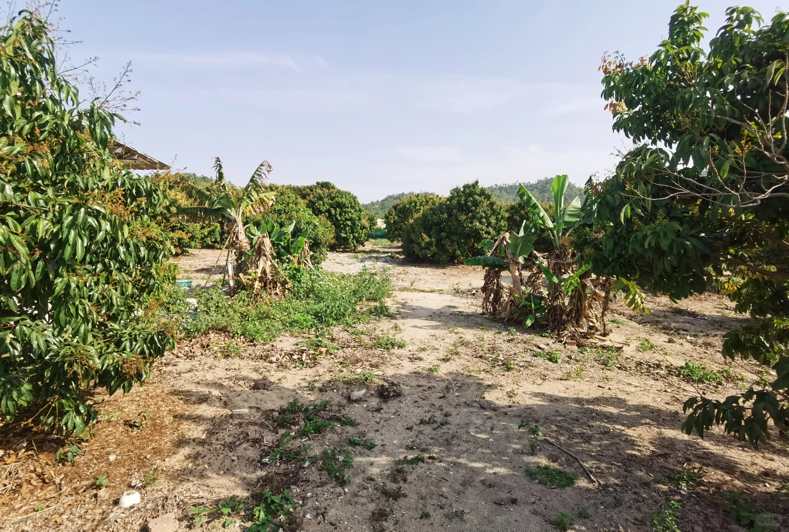 低成本养殖咋起步？2亩7000场地告诉你