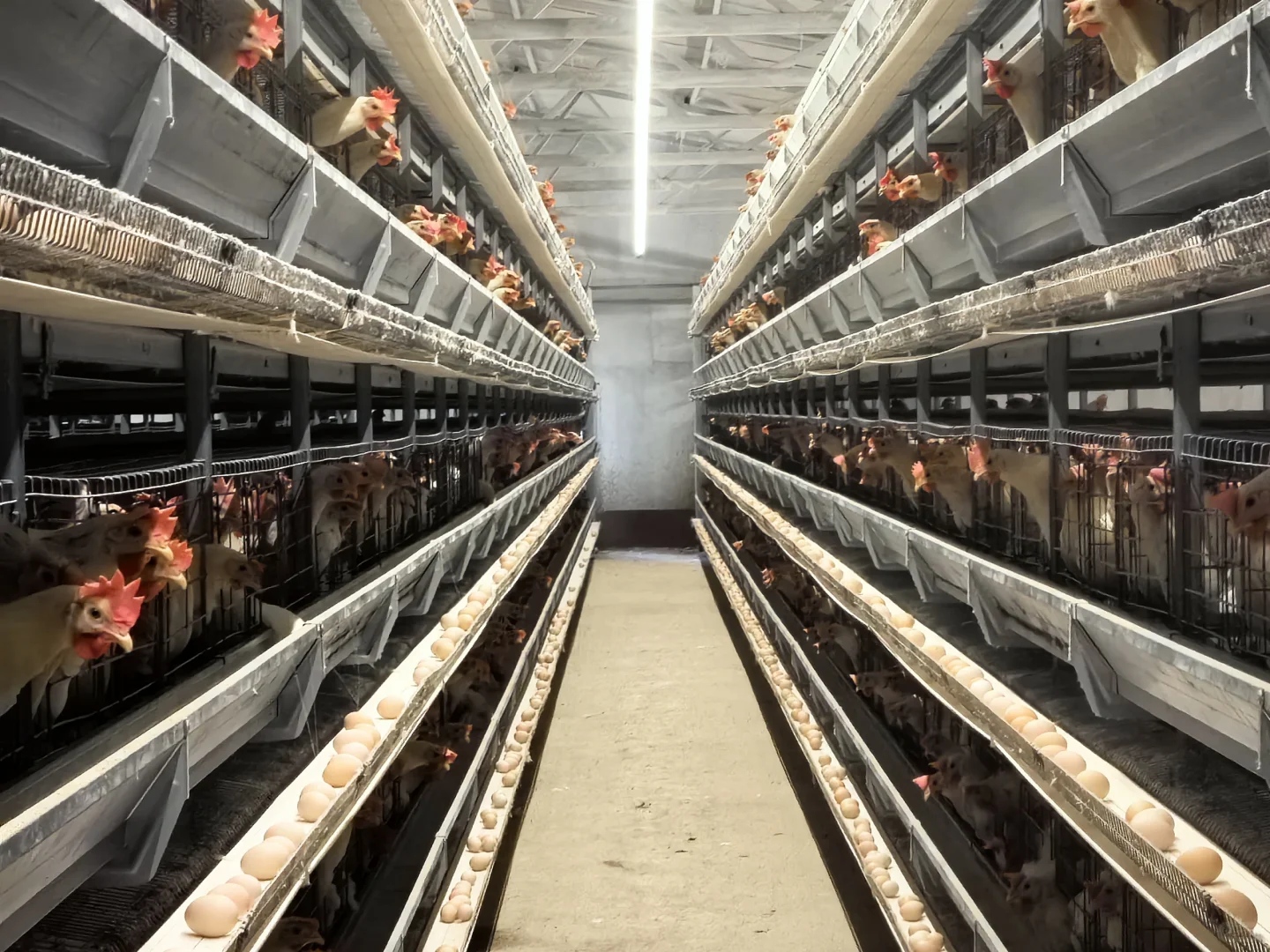 现代化养鸡场 咯咯哒